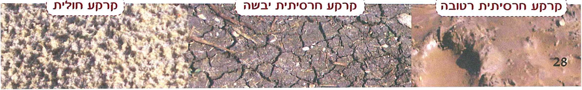 (בספר תמונות)